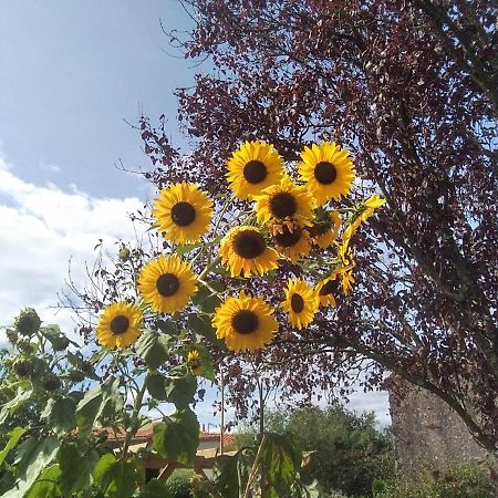Les Tournesols Bed and Breakfast La Bernardiere Exteriör bild