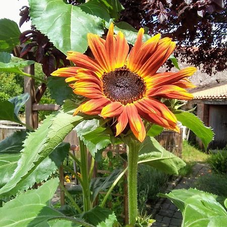 Les Tournesols Bed and Breakfast La Bernardiere Exteriör bild