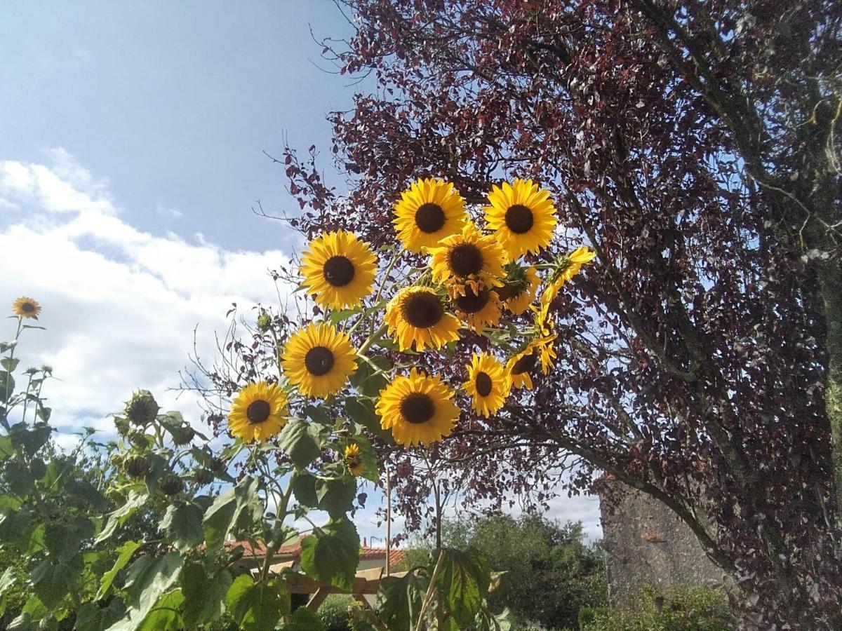 Les Tournesols Bed and Breakfast La Bernardiere Exteriör bild
