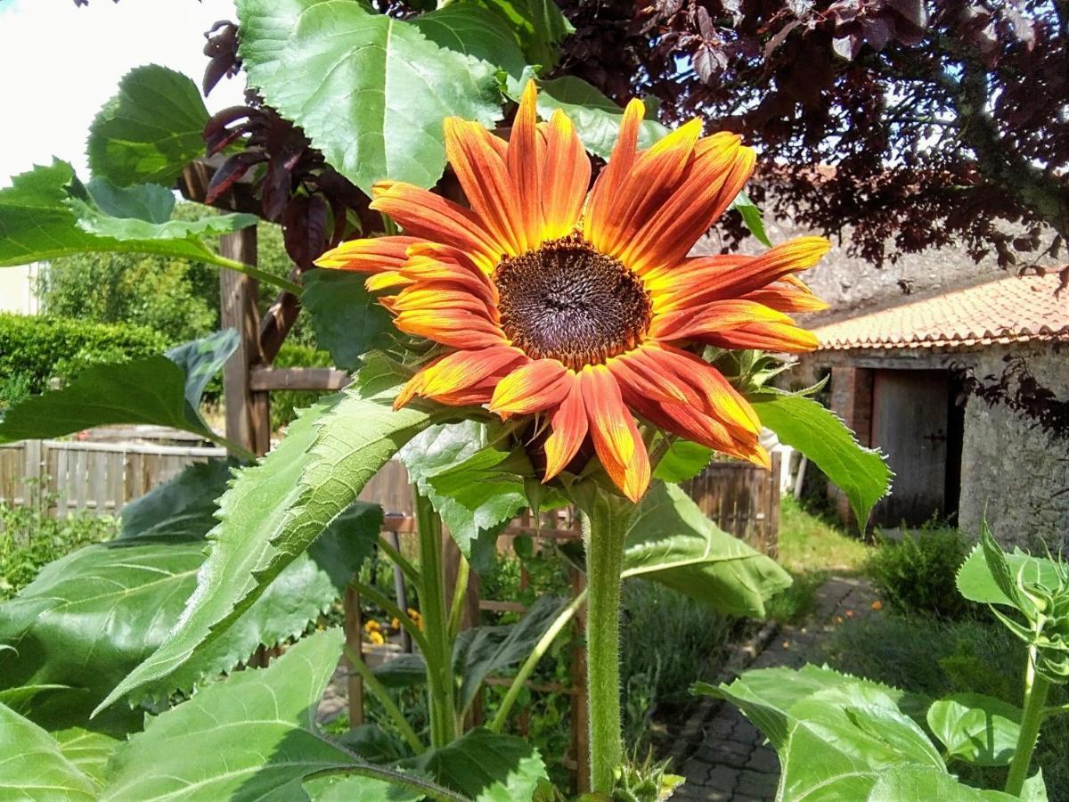 Les Tournesols Bed and Breakfast La Bernardiere Exteriör bild